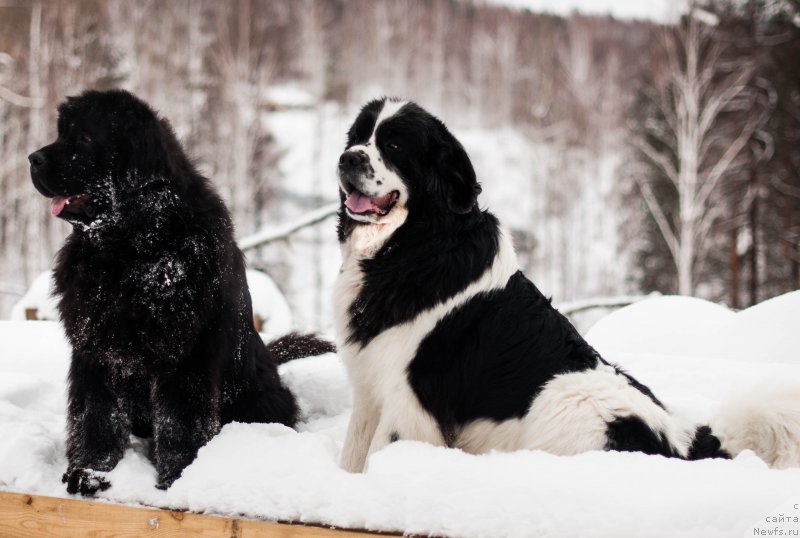 Фото: ньюфаундленд Dart Veyder (Дарт Вейдер), ньюфаундленд Fluffy Avalanch Surpassing All Expektations (Флюфи Аваланч Сурпассинг Алл Експестатионс)