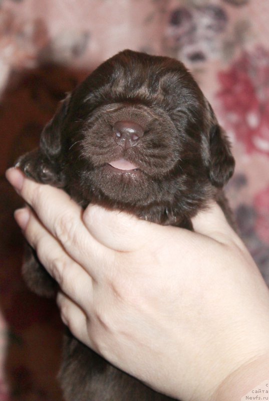 Фотография № 196953