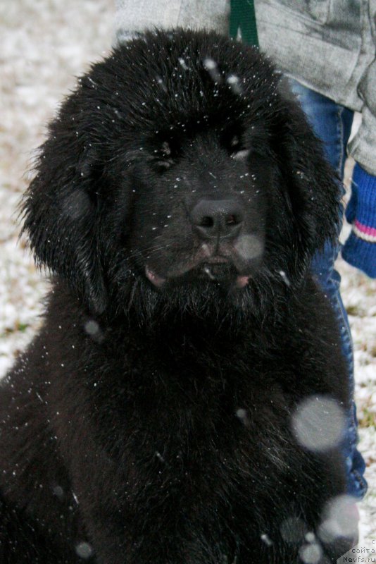 Фото: ньюфаундленд Chernaya Mafia А Kind of Magic (Черная Мафия А Кинд оф Магик)