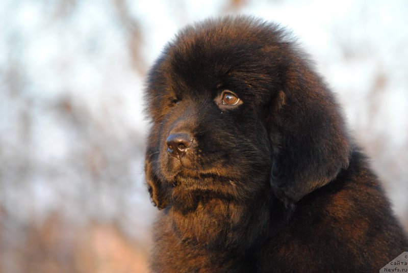 Фотография № 196958