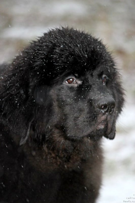 Фото: ньюфаундленд Chernaya Mafia Attractive Power (Черная Мафия Аттрактиве Повер)