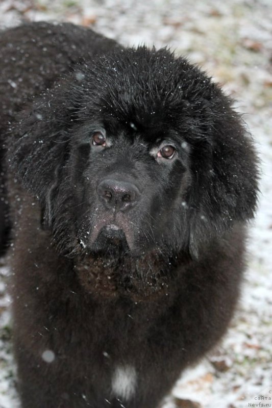 Фотография № 196965