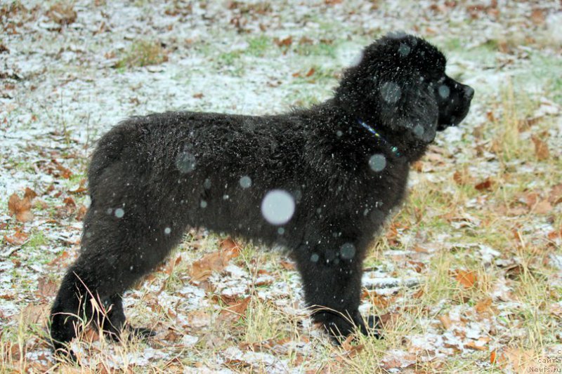 Фотография № 196967