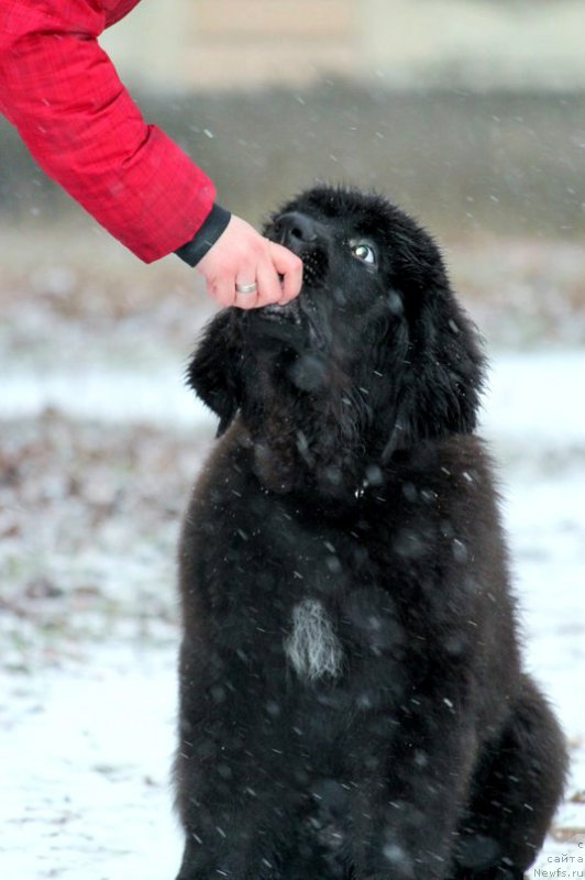 Фотография № 196975