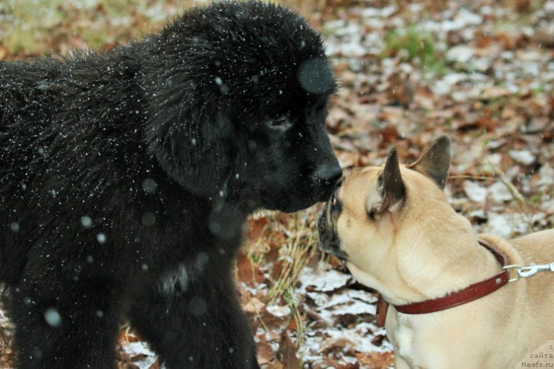 Фото: ньюфаундленд Chernaya Mafia Attractive Power (Черная Мафия Аттрактиве Повер)