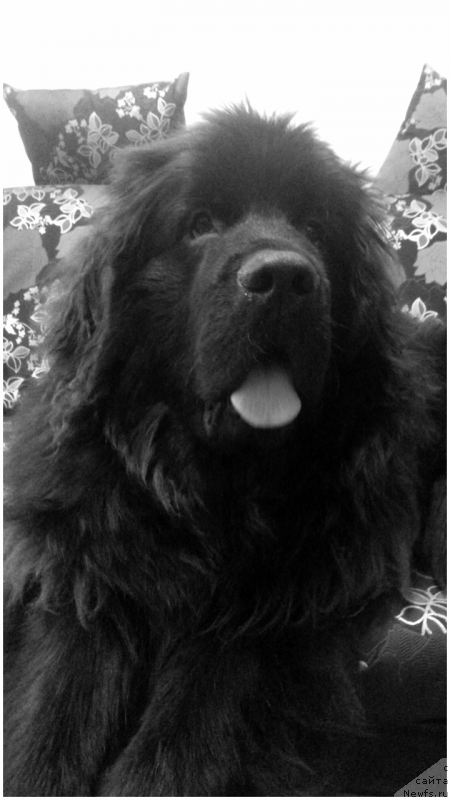 Фото: ньюфаундленд Kiper Soul Simba (Кипер Соул Симба)