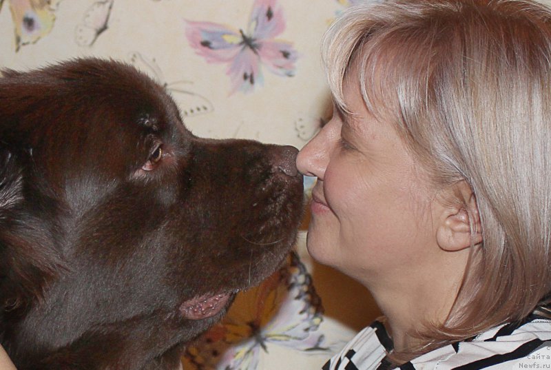 Фото: ньюфаундленд Naomi Tagoliri for Brouwnblood (Наоми Таголири фор Браунблад), Lena Zyirina (Лена Зырина)