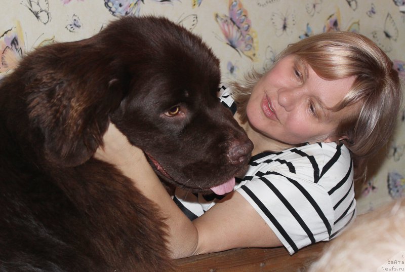 Фото: ньюфаундленд Naomi Tagoliri for Brouwnblood (Наоми Таголири фор Браунблад), Lena Zyirina (Лена Зырина)