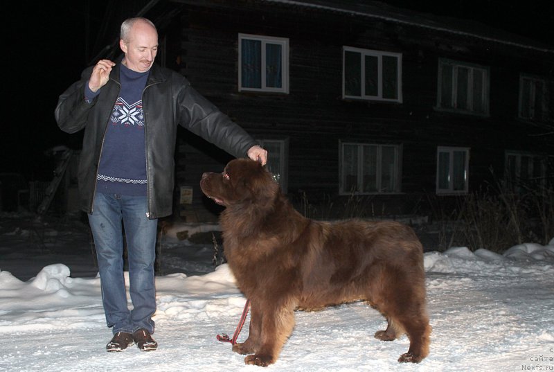 Фото: ньюфаундленд Brownblood MSK Hakim Gold Haydar (Браунблад МСК Хаким Голд Хайдар), Aleksey Votchal (Алексей Вотчал)