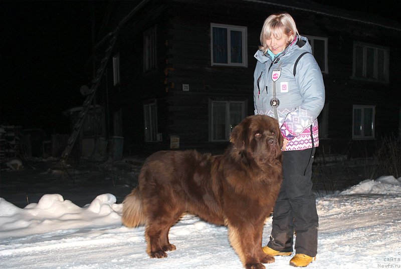 Фото: ньюфаундленд Brownblood MSK Hakim Gold Haydar (Браунблад МСК Хаким Голд Хайдар), Lena Zyirina (Лена Зырина)