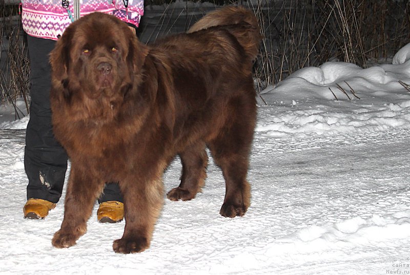 Фото: ньюфаундленд Brownblood MSK Hakim Gold Haydar (Браунблад МСК Хаким Голд Хайдар)