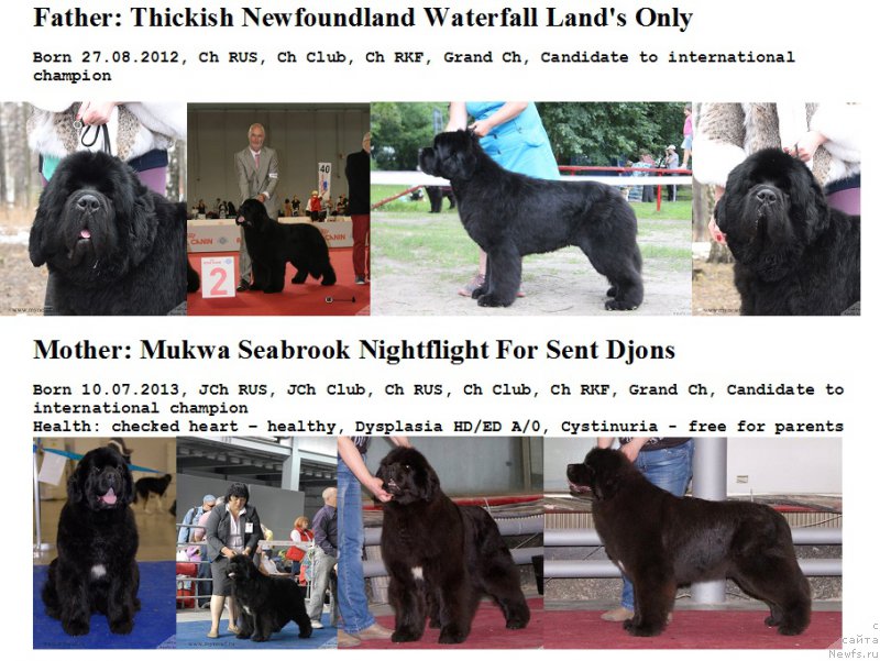 Фото: ньюфаундленд Mukwa Seabrook Nightflight For Sent Djons