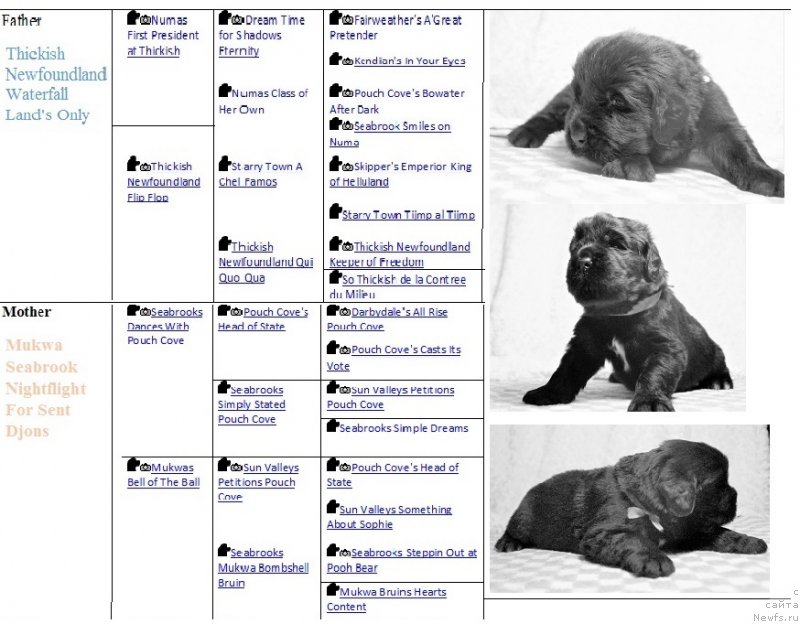 Фото: ньюфаундленд Mukwa Seabrook Nightflight For Sent Djons