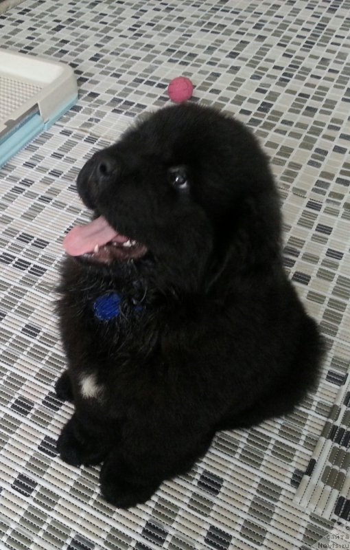 Фото: ньюфаундленд Ragnar Vernyiy Drug (Рагнар Верный Друг)