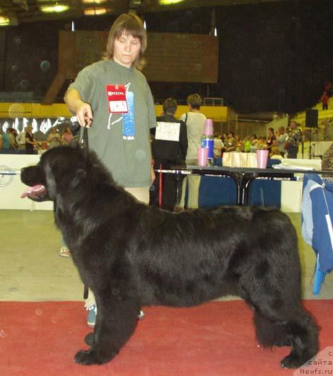 Фото: ньюфаундленд Hillari SHarm (Хиллари Шарм), Nataliya Snigireva (Наталия Снигирева)