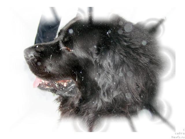 Фото: ньюфаундленд Oskar Treysi-Viktoriya (Оскар Трейси-Виктория)