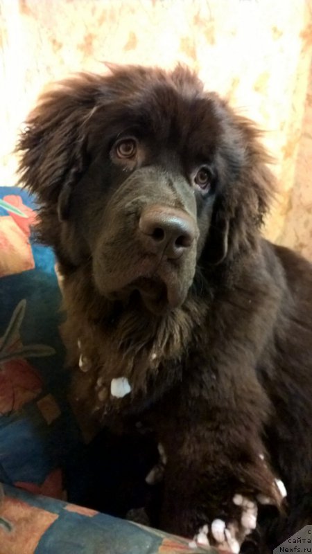 Фото: ньюфаундленд Brownblood MSK Zhanara Haya (Браунблад МСК Жанара Хайя)