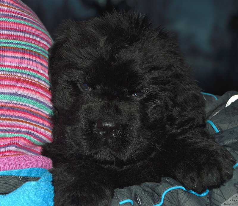 Фото: щенок от, ньюфаундленд I Follow The Sun de L'Etoile de Cyrice, +, ньюфаундленд Kalina Krasnaya iz Antagrada (Калина Красная из Антаграда)