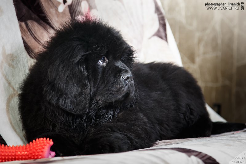 Фото: ньюфаундленд Fiamettahauz Hassaleh (Фиаметтахауз Хассалех)