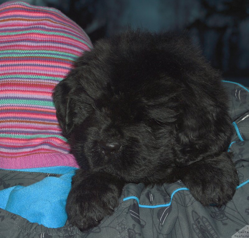 Фото: щенок от, ньюфаундленд I Follow The Sun de L'Etoile de Cyrice, +, ньюфаундленд Kalina Krasnaya iz Antagrada (Калина Красная из Антаграда)