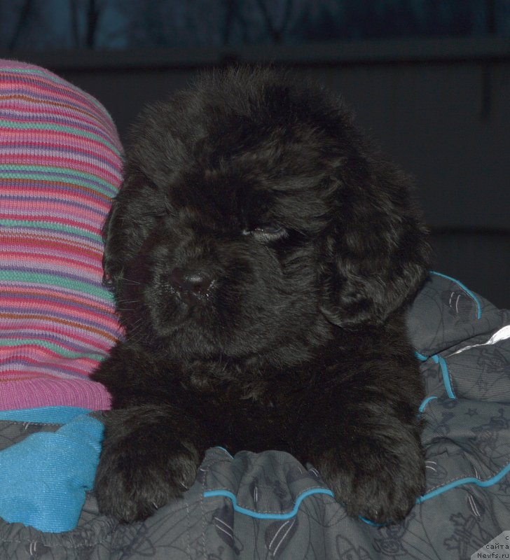 Фото: щенок от, ньюфаундленд I Follow The Sun de L'Etoile de Cyrice, +, ньюфаундленд Kalina Krasnaya iz Antagrada (Калина Красная из Антаграда)