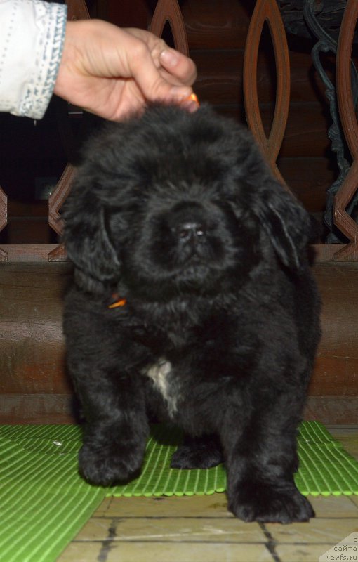 Фото: щенок от, ньюфаундленд I Follow The Sun de L'Etoile de Cyrice, +, ньюфаундленд Kalina Krasnaya iz Antagrada (Калина Красная из Антаграда)