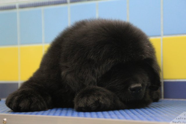 Фото: ньюфаундленд Ringlet Prayd Bon Tu Vin (Ринглет Прайд Бон Ту Вин)