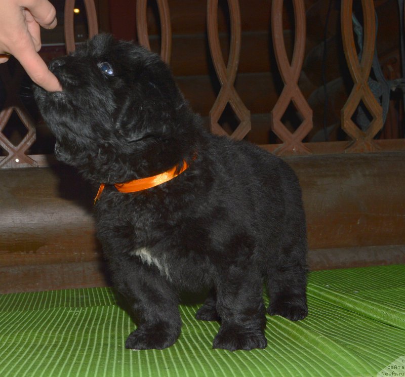 Фото: щенок от, ньюфаундленд I Follow The Sun de L'Etoile de Cyrice, +, ньюфаундленд Kalina Krasnaya iz Antagrada (Калина Красная из Антаграда)