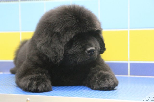 Фото: ньюфаундленд Ringlet Prayd Bon Tu Vin (Ринглет Прайд Бон Ту Вин)