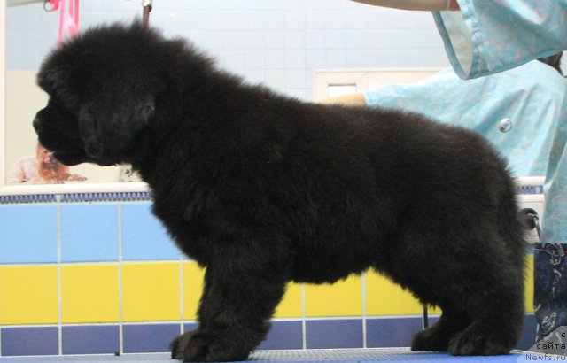 Фотография № 197015