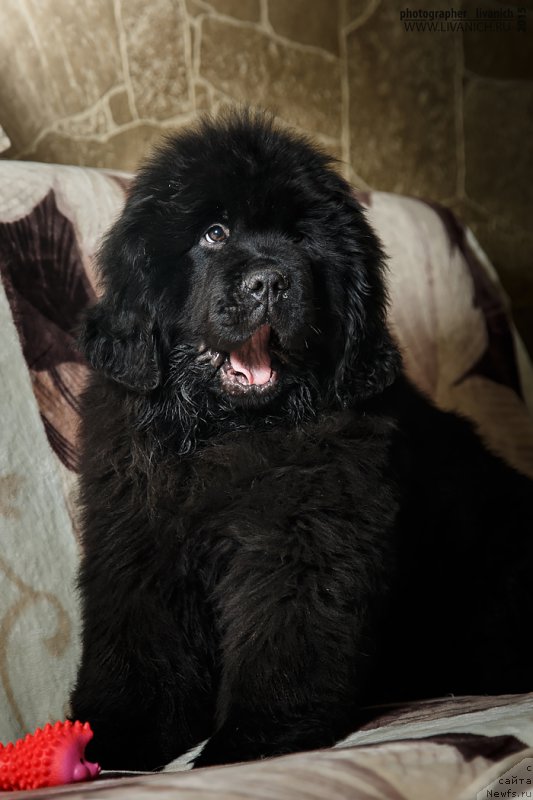 Фотография № 197017