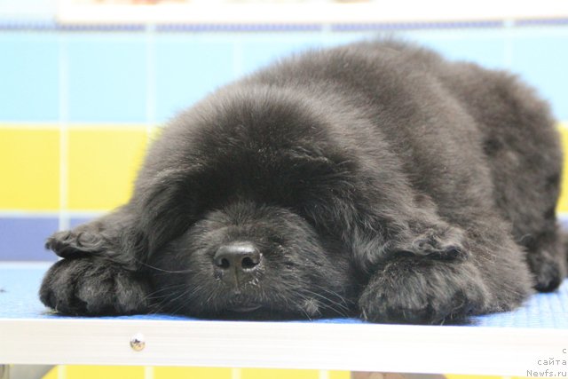 Фотография № 197018