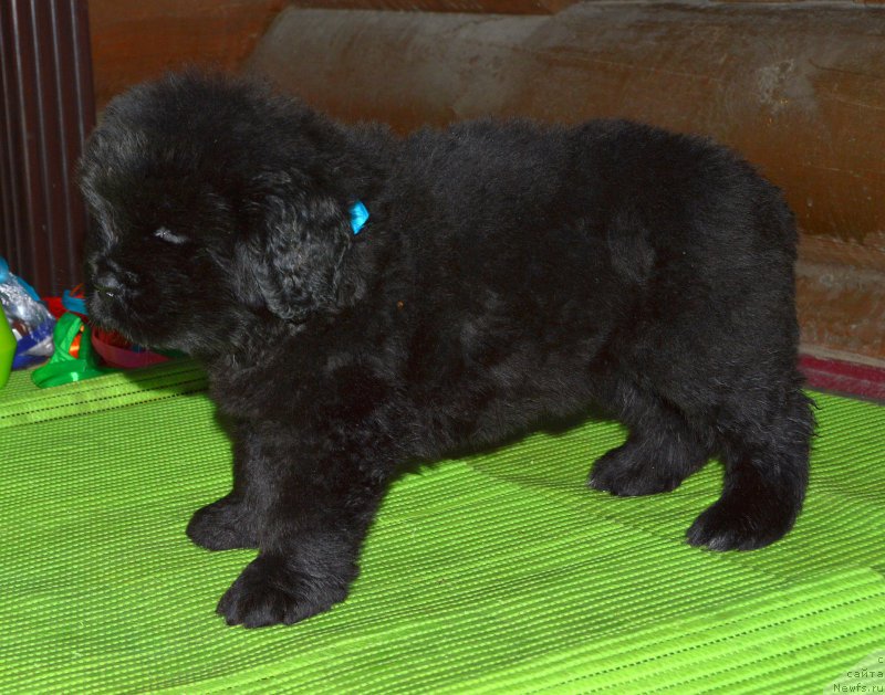 Фото: щенок от, ньюфаундленд I Follow The Sun de L'Etoile de Cyrice, +, ньюфаундленд Kalina Krasnaya iz Antagrada (Калина Красная из Антаграда)