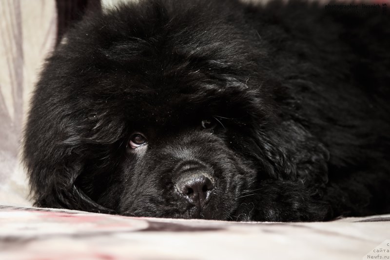 Фото: ньюфаундленд Fiamettahauz Hassaleh (Фиаметтахауз Хассалех)