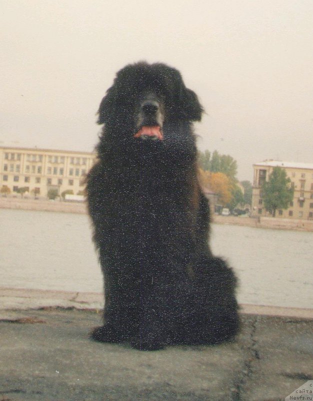 Фото: ньюфаундленд Archibald (Арчибалд)