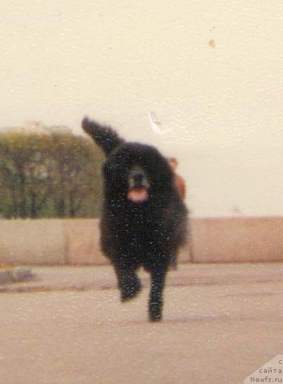 Фото: ньюфаундленд Archibald (Арчибалд)