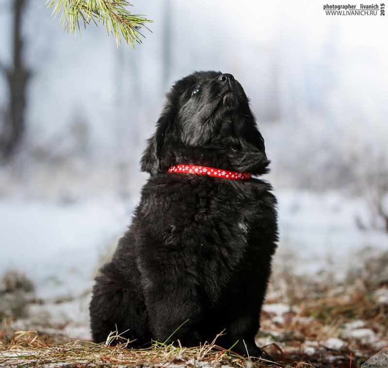 Фото: ньюфаундленд Skazochnaya Kroha Anjelika Markiza Angelov (Сказочная Кроха Анжелика Маркиза Ангелов)