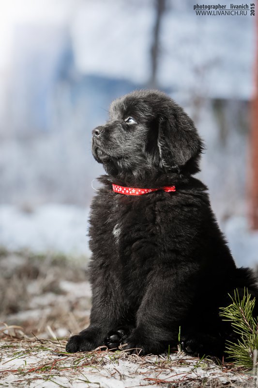 Фото: ньюфаундленд Skazochnaya Kroha Anjelika Markiza Angelov (Сказочная Кроха Анжелика Маркиза Ангелов)