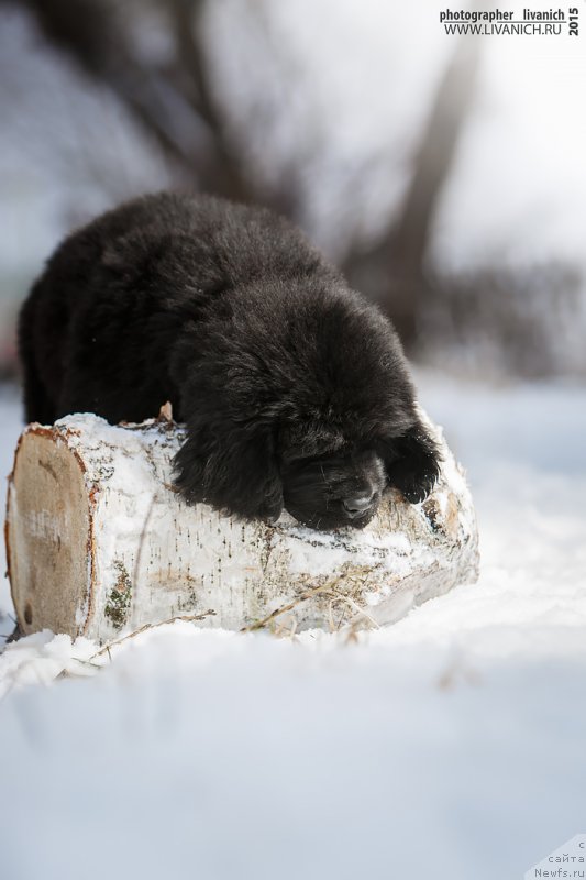 Фото: ньюфаундленд Skazochnaya Kroha Anjelika Markiza Angelov (Сказочная Кроха Анжелика Маркиза Ангелов)
