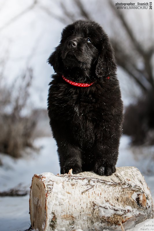 Фото: ньюфаундленд Skazochnaya Kroha Anjelika Markiza Angelov (Сказочная Кроха Анжелика Маркиза Ангелов)