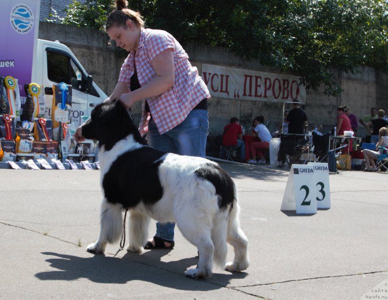 Фото: ньюфаундленд Sent Djons Debora - 2 (Сент Джонс Дебора - 2)