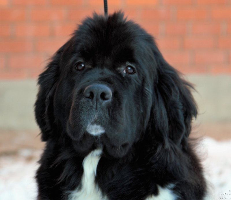 Фотография № 197069