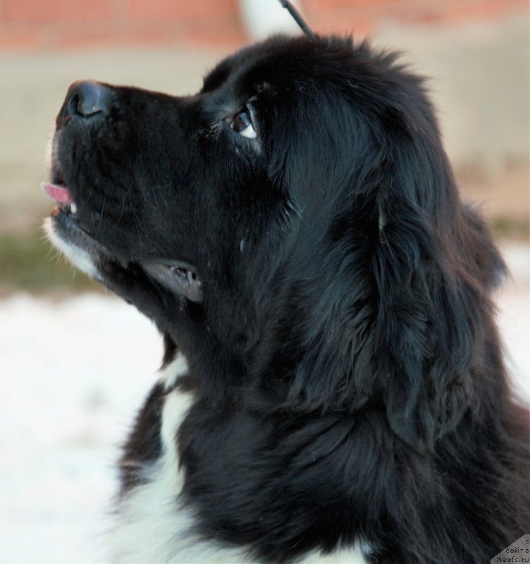 Фото: ньюфаундленд Sent Djons Debora - 2 (Сент Джонс Дебора - 2)