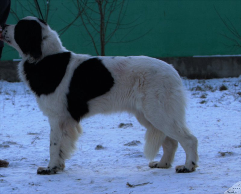 Фото: ньюфаундленд Guchchi from Rashn Bear (Гуччи фром Рашн Беар)