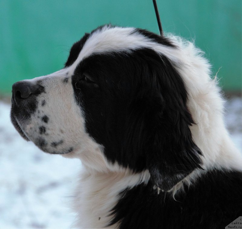 Фото: ньюфаундленд Guchchi from Rashn Bear (Гуччи фром Рашн Беар)