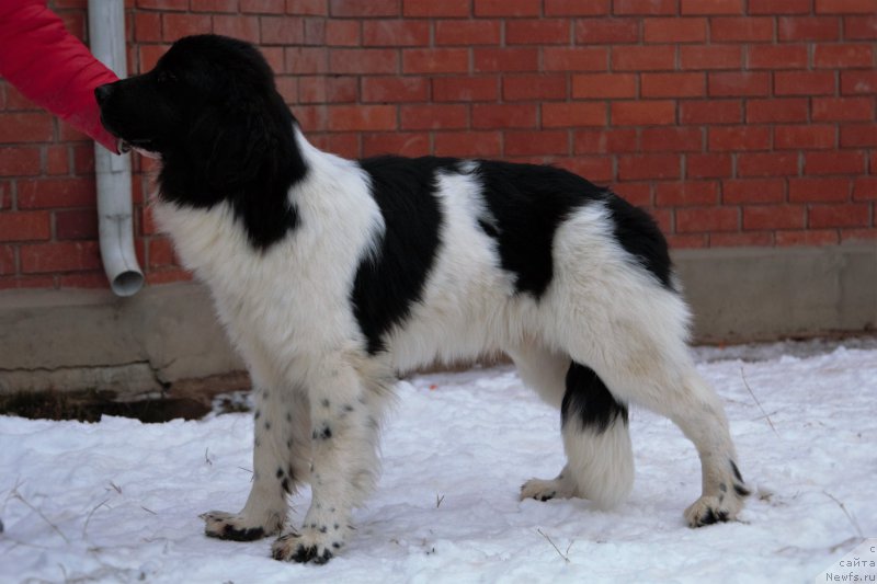 Фото: ньюфаундленд Dankaster from Rashn Bear (Данкастер фром Рашн Беар)