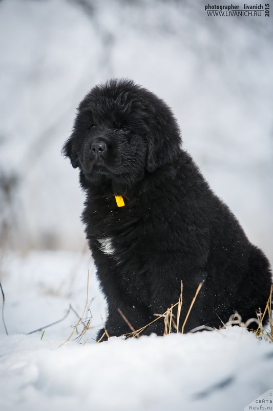 Фото: ньюфаундленд Skazochnaya Kroha Ave Aleksandriya (Сказочная Кроха Аве Александрия)