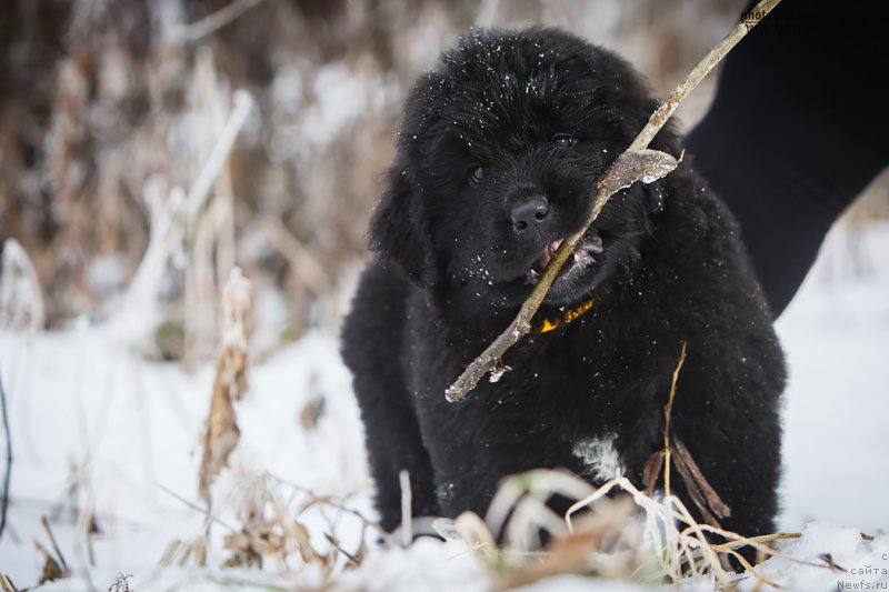Фото: ньюфаундленд Skazochnaya Kroha Ave Aleksandriya (Сказочная Кроха Аве Александрия)