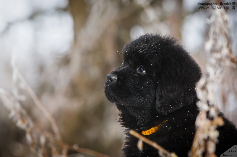 Фото: ньюфаундленд Skazochnaya Kroha Ave Aleksandriya (Сказочная Кроха Аве Александрия)
