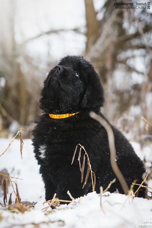 Фото: ньюфаундленд Skazochnaya Kroha Ave Aleksandriya (Сказочная Кроха Аве Александрия)